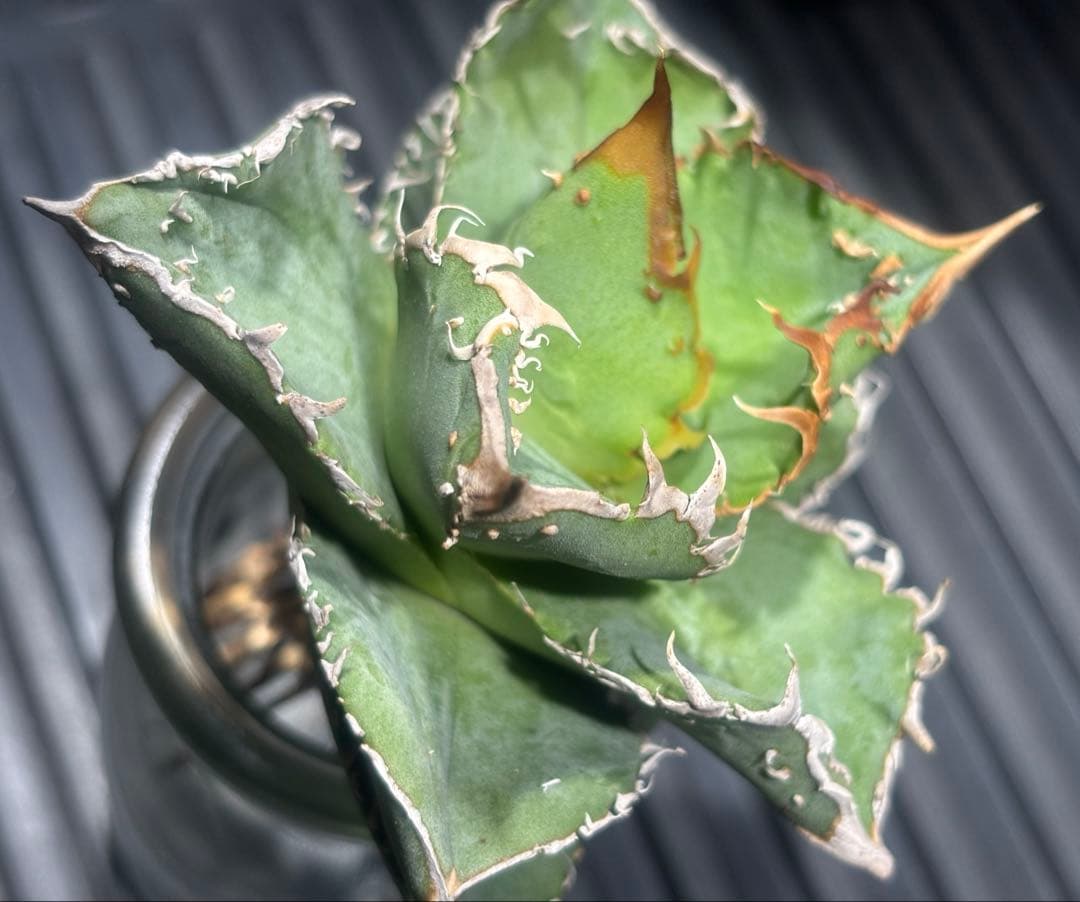 超絶！アガベ現地オアハカブツブツ（極上株）超S級super実生オアハカ激レア！