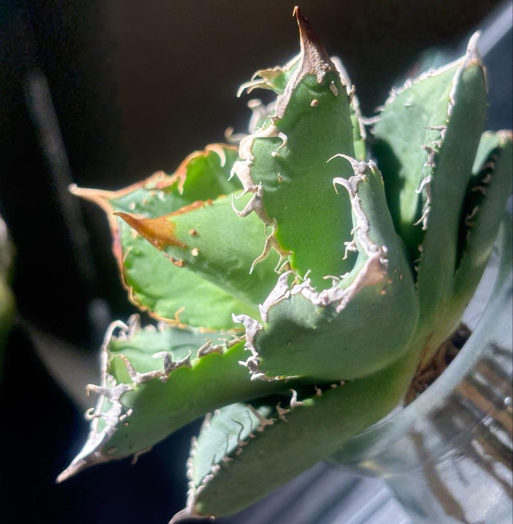 超絶！アガベ現地オアハカブツブツ（極上株）超S級super実生オアハカ激レア！