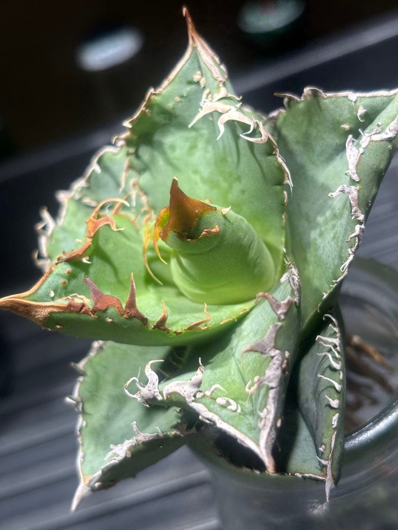 超絶！アガベ現地オアハカブツブツ（極上株）超S級super実生オアハカ激レア！