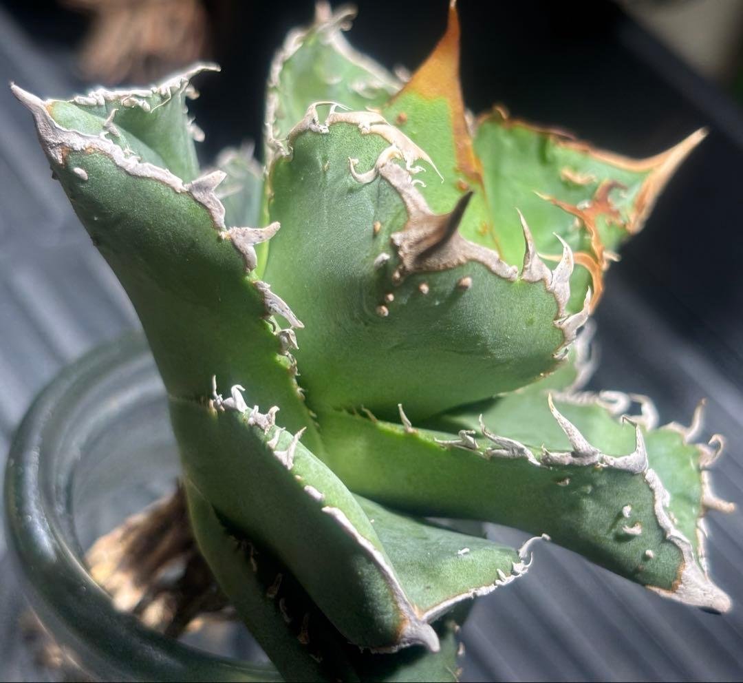 超絶！アガベ現地オアハカブツブツ（極上株）超S級super実生オアハカ激レア！