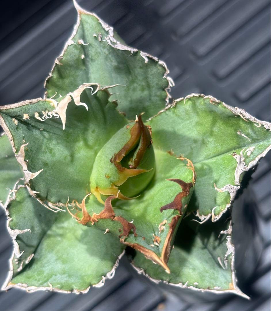 超絶！アガベ現地オアハカブツブツ（極上株）超S級super実生オアハカ激レア！