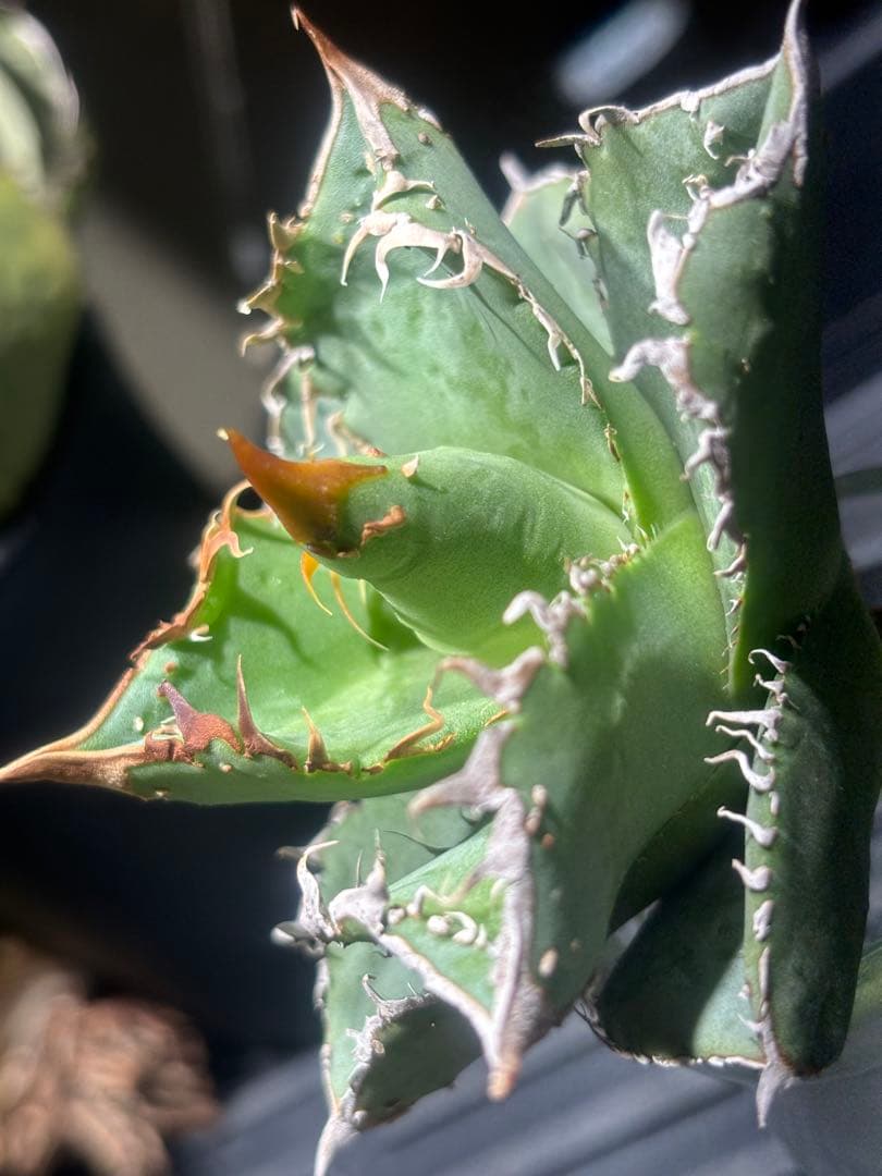 超絶！アガベ現地オアハカブツブツ（極上株）超S級super実生オアハカ激レア！