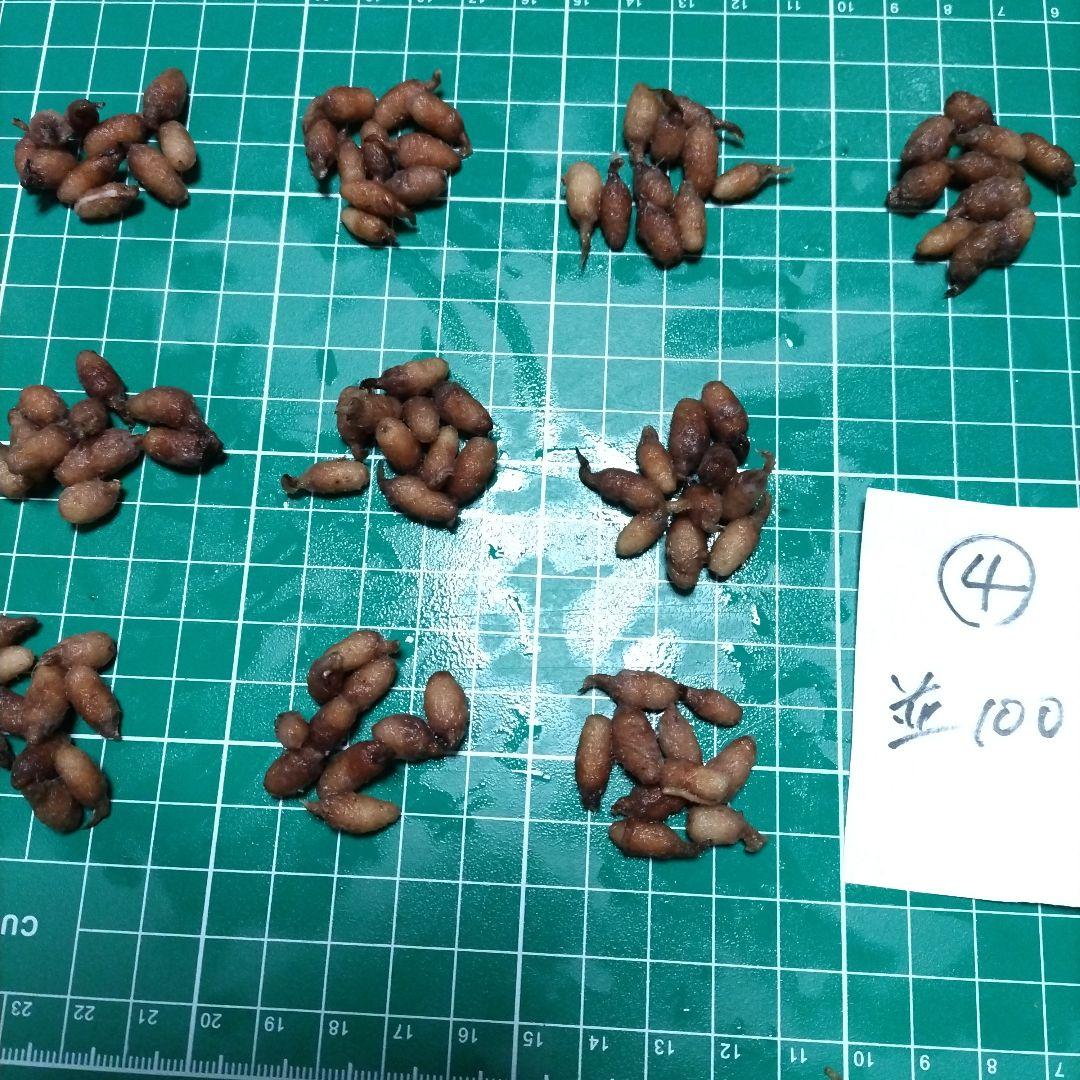 サギソウ　タピ