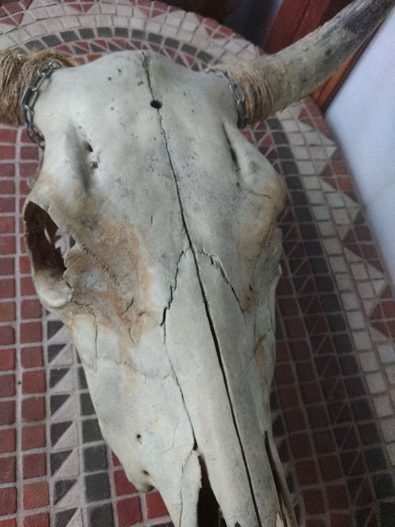 希少　スカルヘッド　バッファロー　本物　頭蓋骨　ヴィンテージ　アンティーク