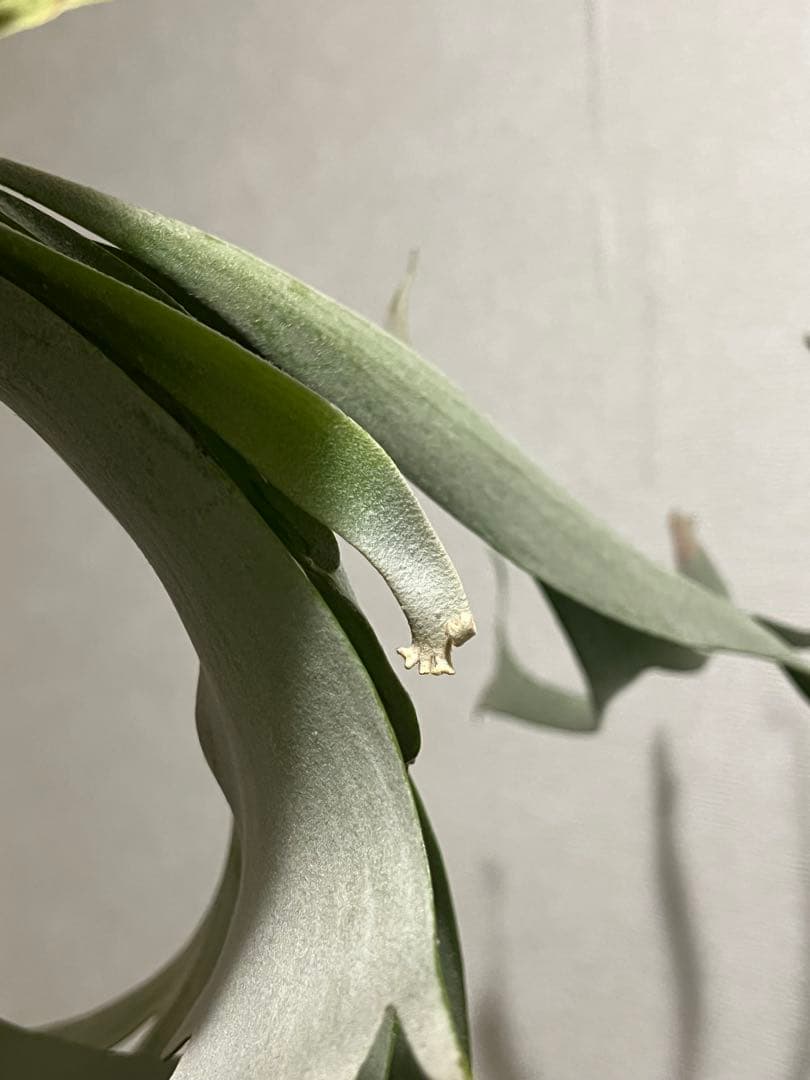 ビカクシダ　OMO 壁掛け用 観葉植物