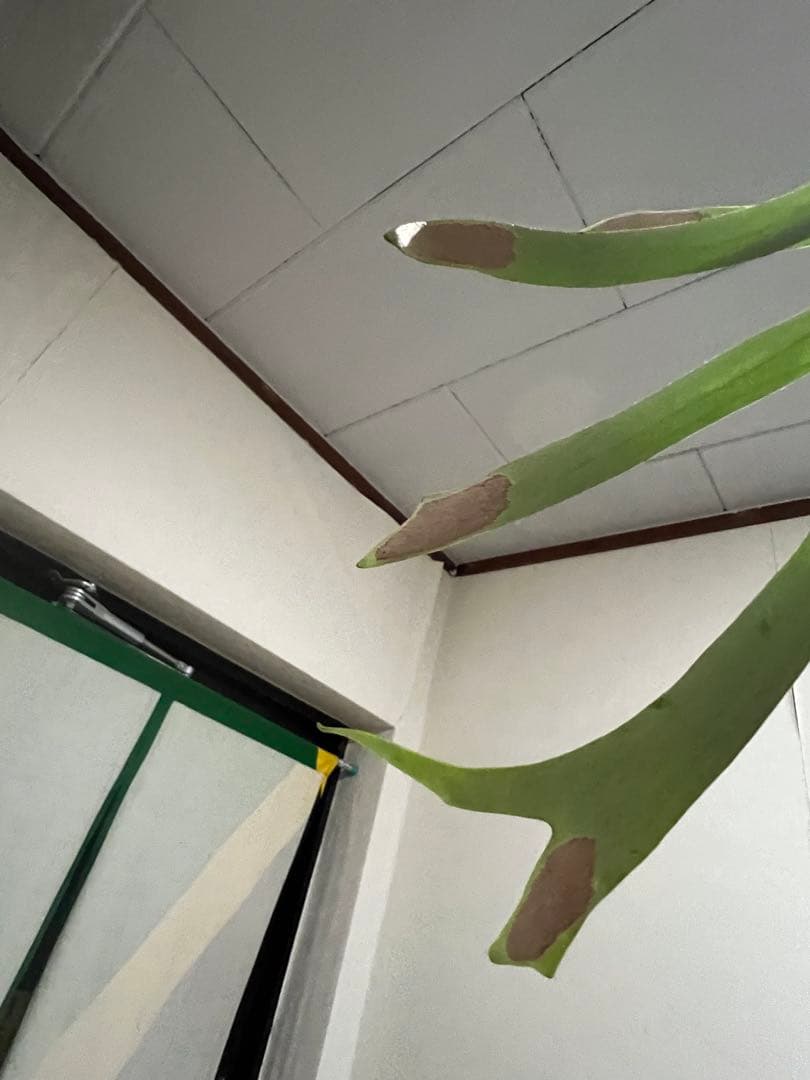 ビカクシダ　OMO 壁掛け用 観葉植物