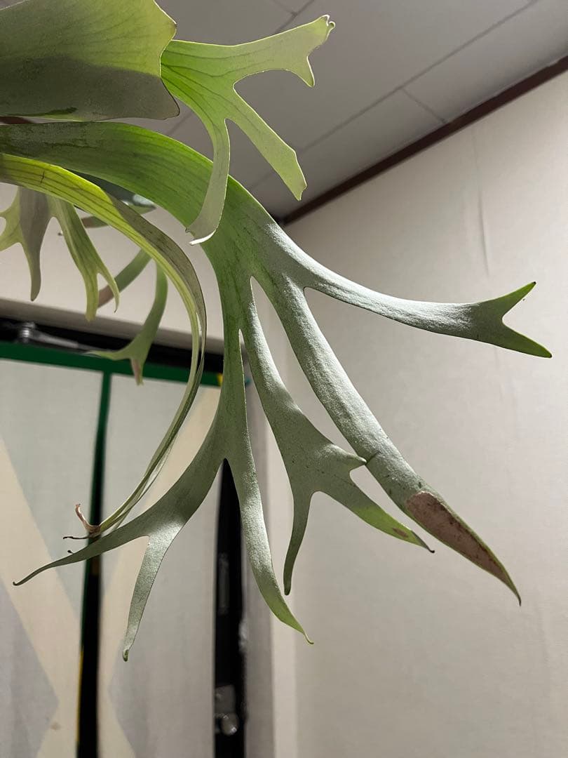 ビカクシダ　OMO 壁掛け用 観葉植物