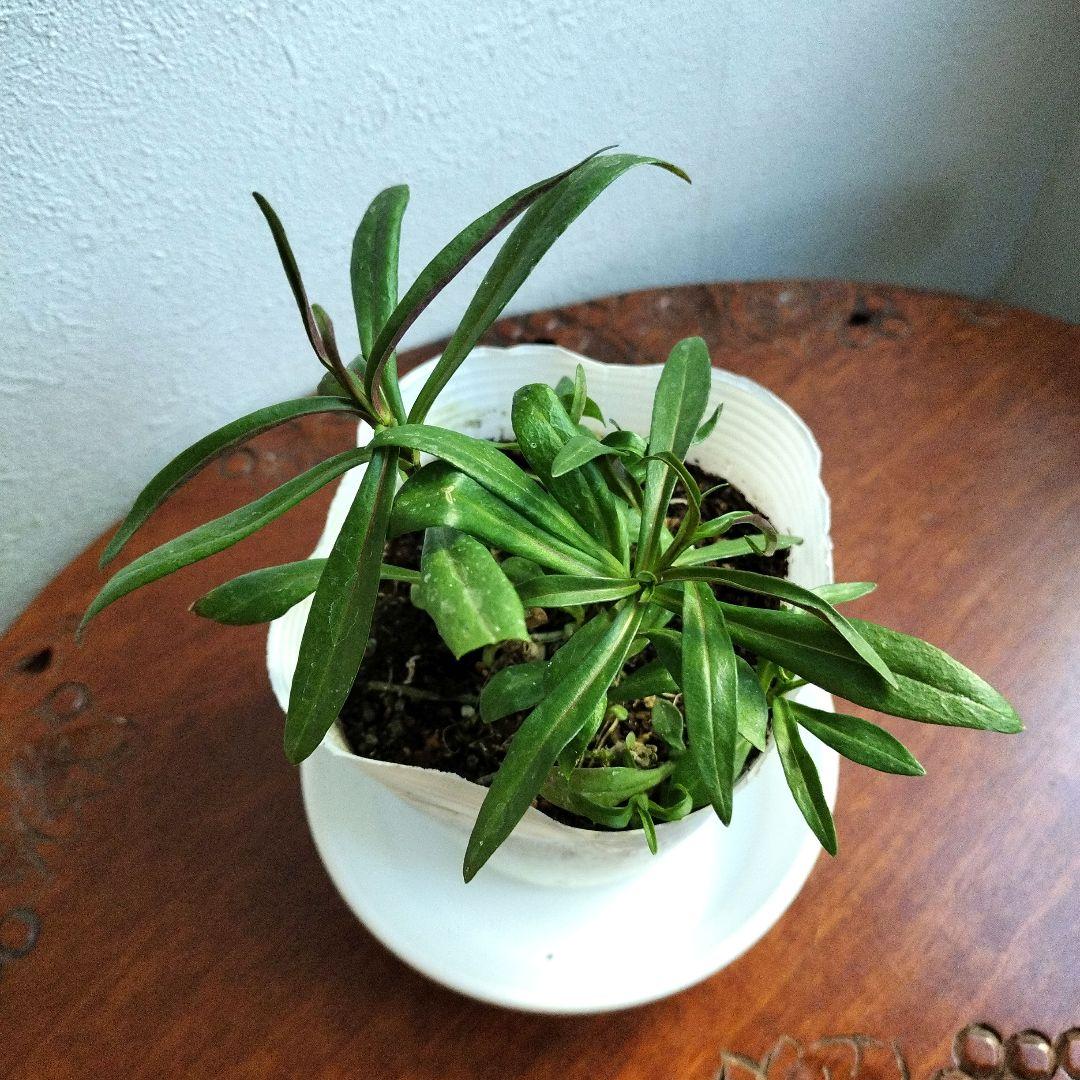 フロックス・ブルーフレームの苗 　♡3．5号ポットごと発送♡ 　　宿根草