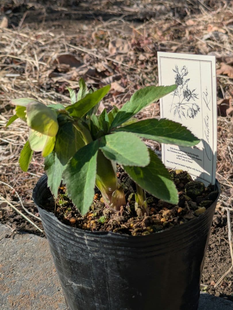 高橋育苗 little beast オキシデンタリス系 原種交配 カップ咲き