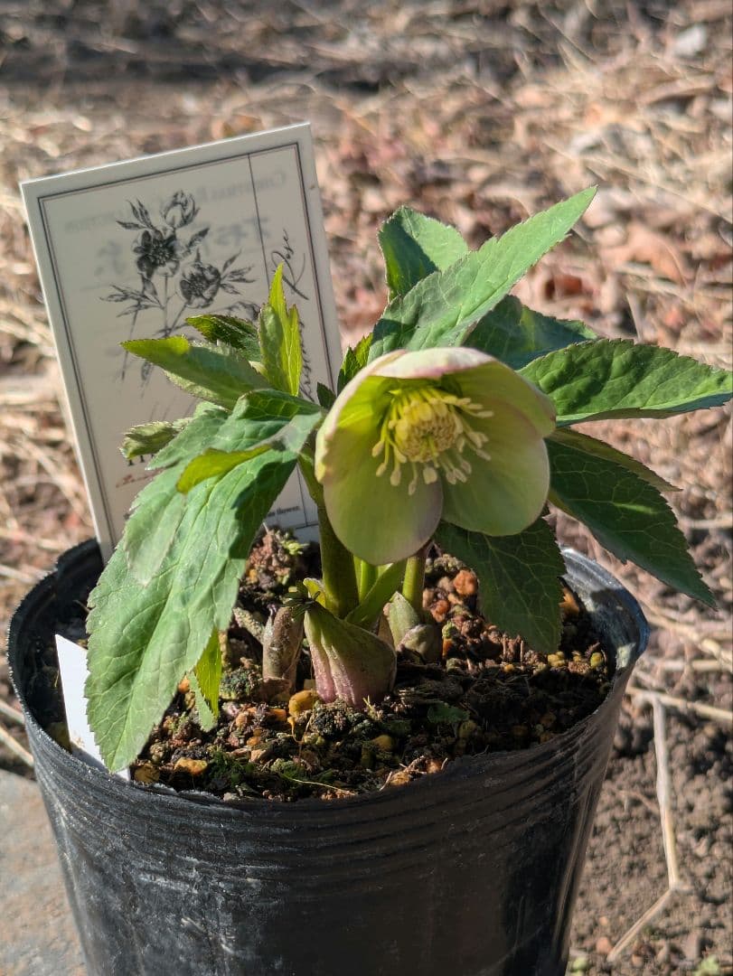 高橋育苗 little beast オキシデンタリス系 原種交配 カップ咲き