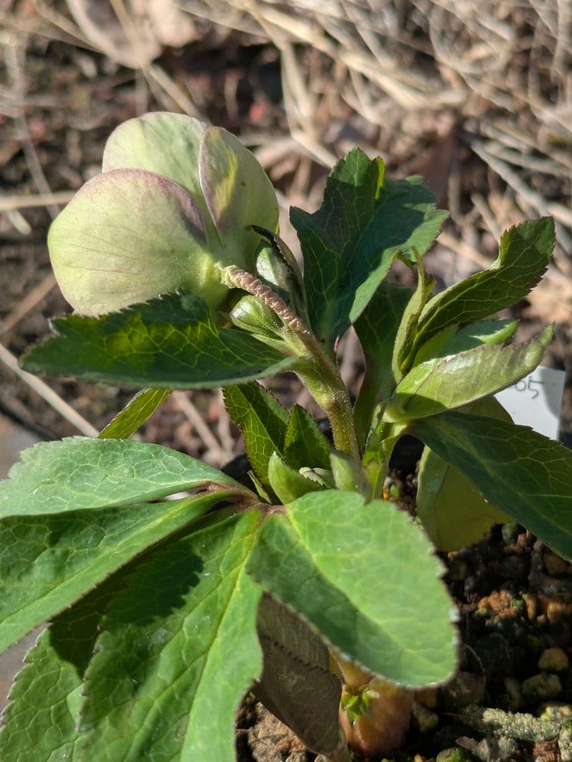 高橋育苗 little beast オキシデンタリス系 原種交配 カップ咲き