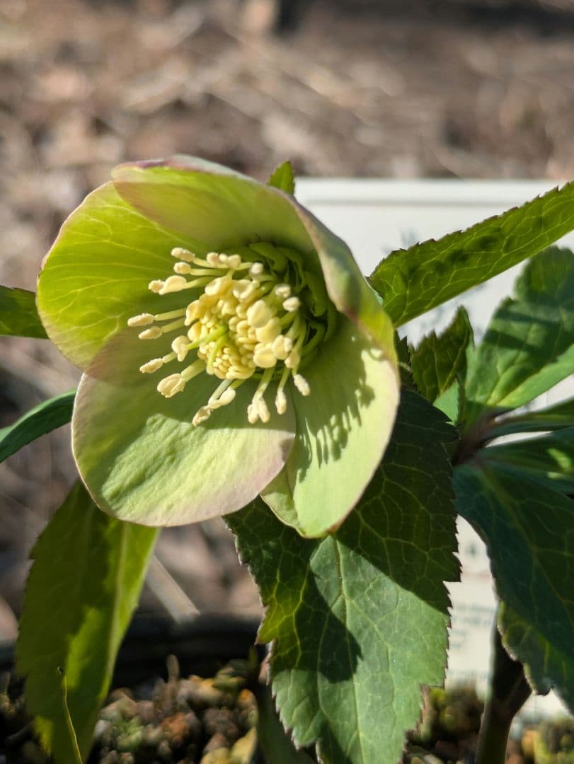 高橋育苗 little beast オキシデンタリス系 原種交配 カップ咲き