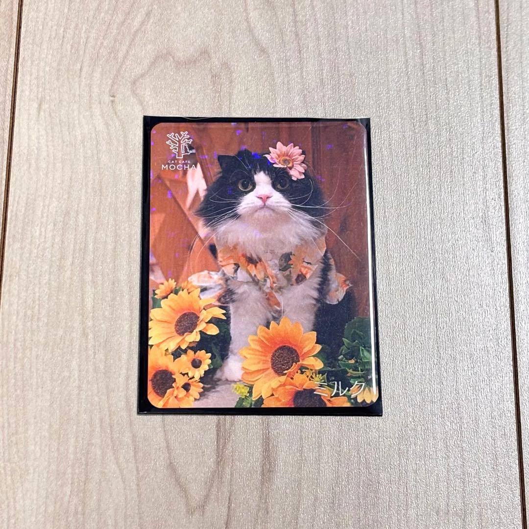 猫カフェmocha 梅田店 2025夏 トレカ(バラ売り可⭕️) - メルカリ