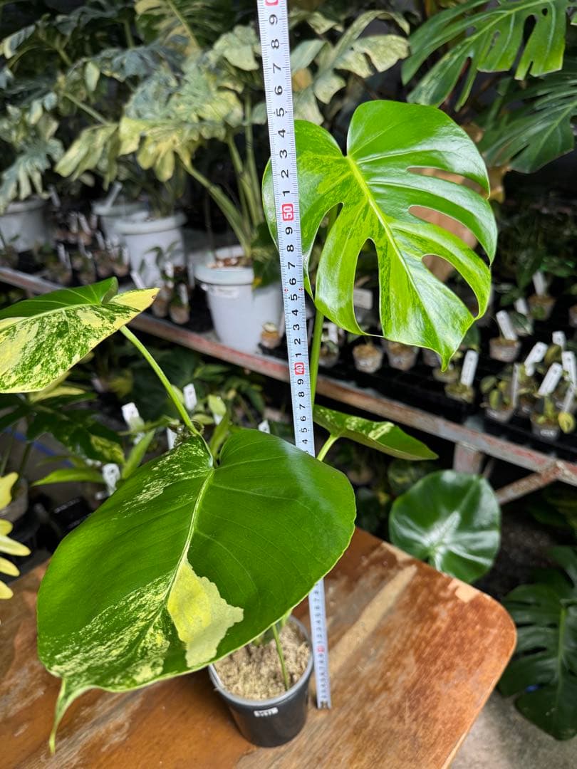 MY1モンステラ　イエローマリリン　黄斑入り