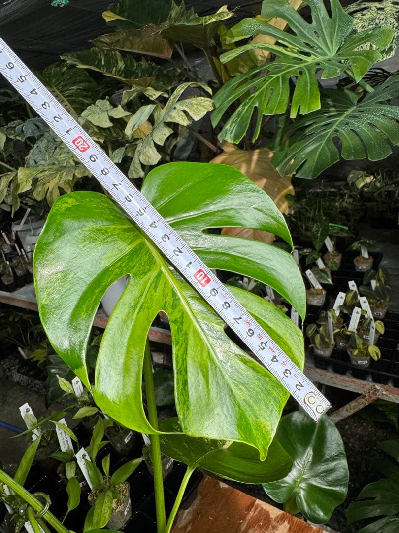 MY1モンステラ　イエローマリリン　黄斑入り