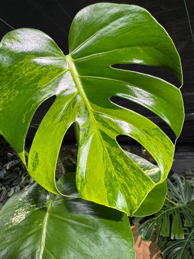 MY1モンステラ　イエローマリリン　黄斑入り