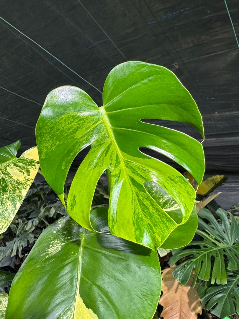 MY1モンステラ　イエローマリリン　黄斑入り