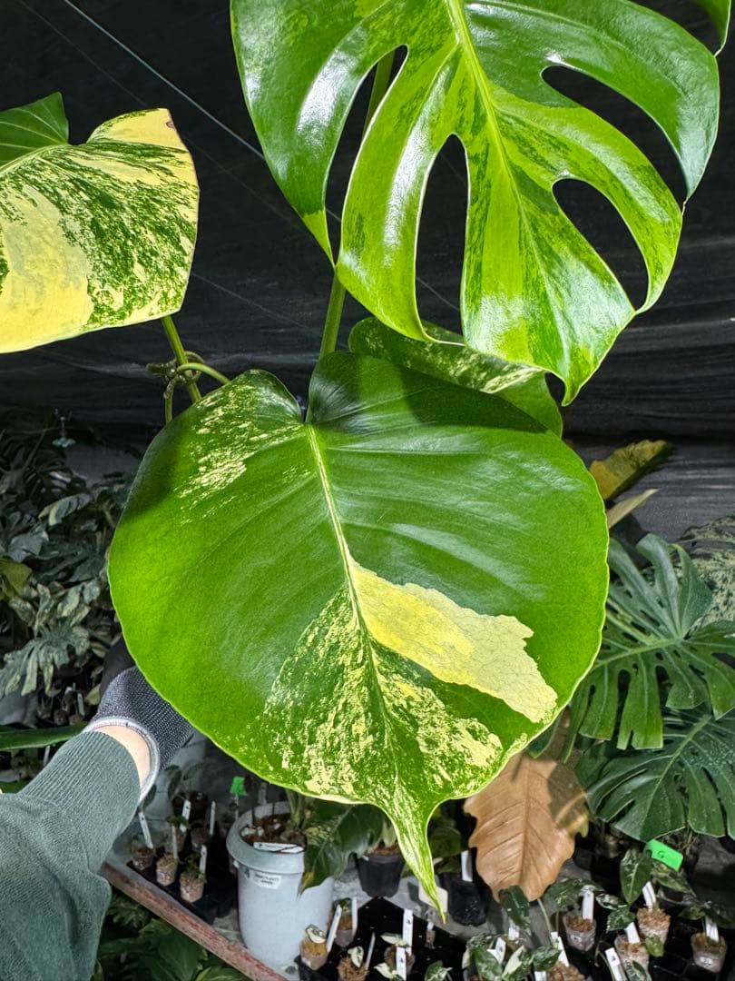 MY1モンステラ　イエローマリリン　黄斑入り
