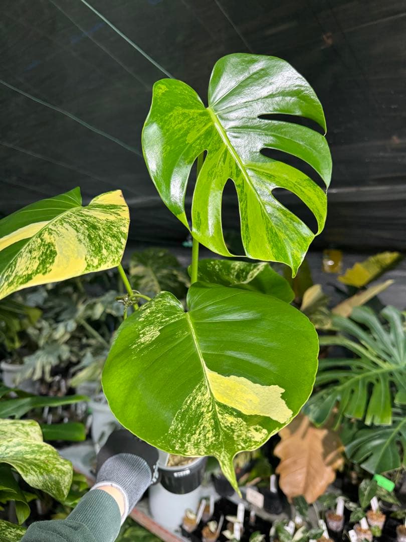MY1モンステラ　イエローマリリン　黄斑入り