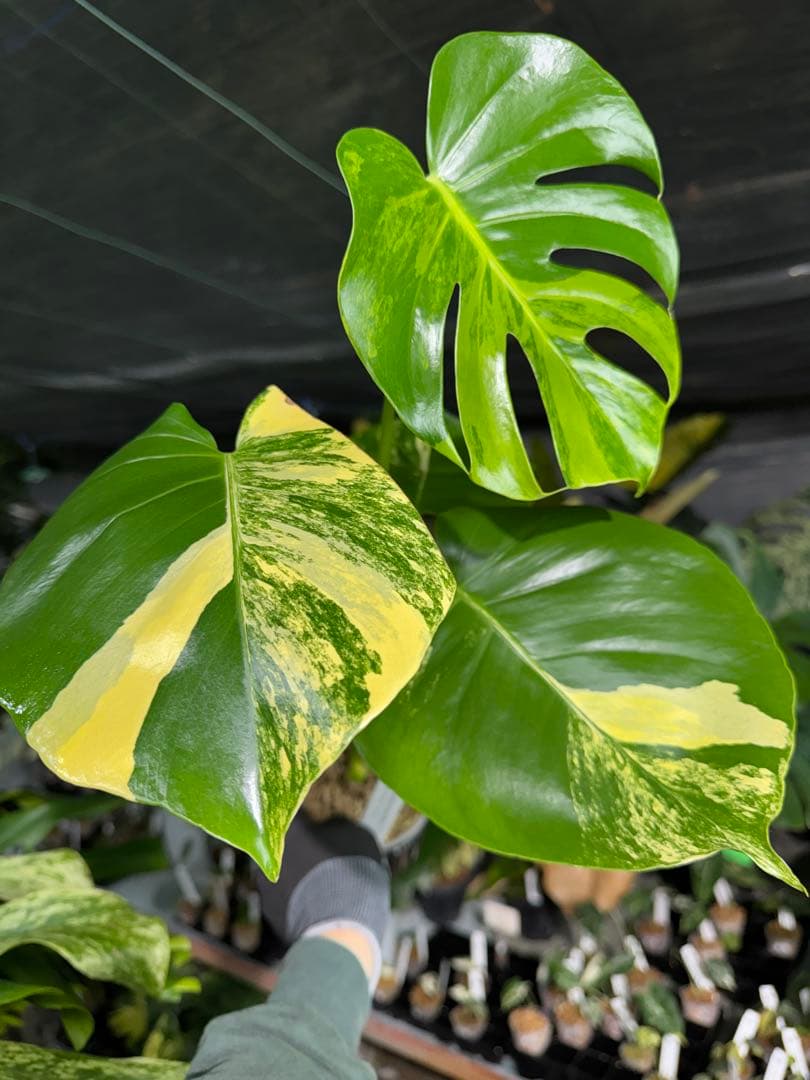 MY1モンステラ　イエローマリリン　黄斑入り