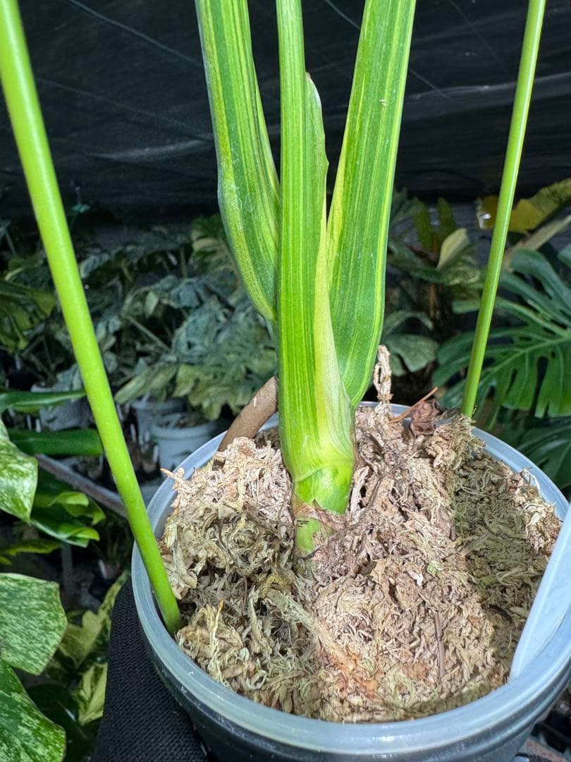 MY1モンステラ　イエローマリリン　黄斑入り