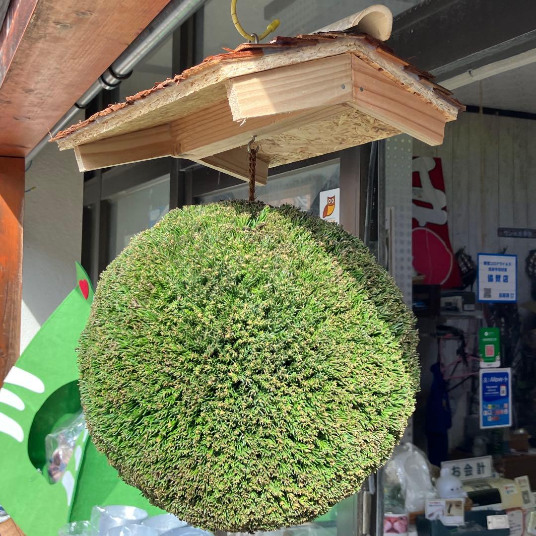 杉玉【屋根付き】① - メルカリ