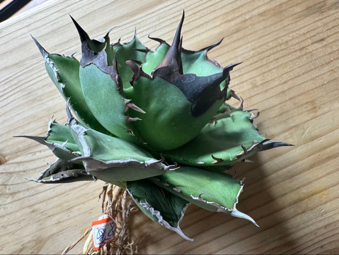 【lize血統】アガベ オテロイ 黑曼巴 ブラックマンバ