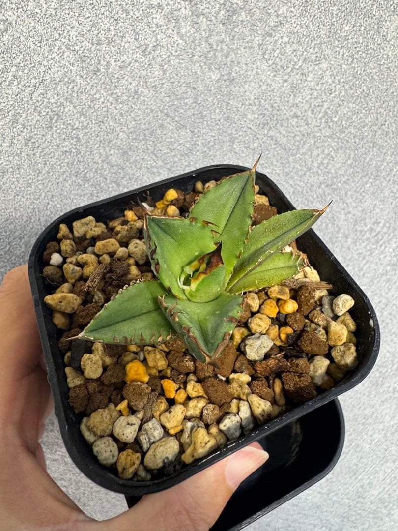 【lize血統】アガベ オテロイ 黑曼巴 ブラックマンバ