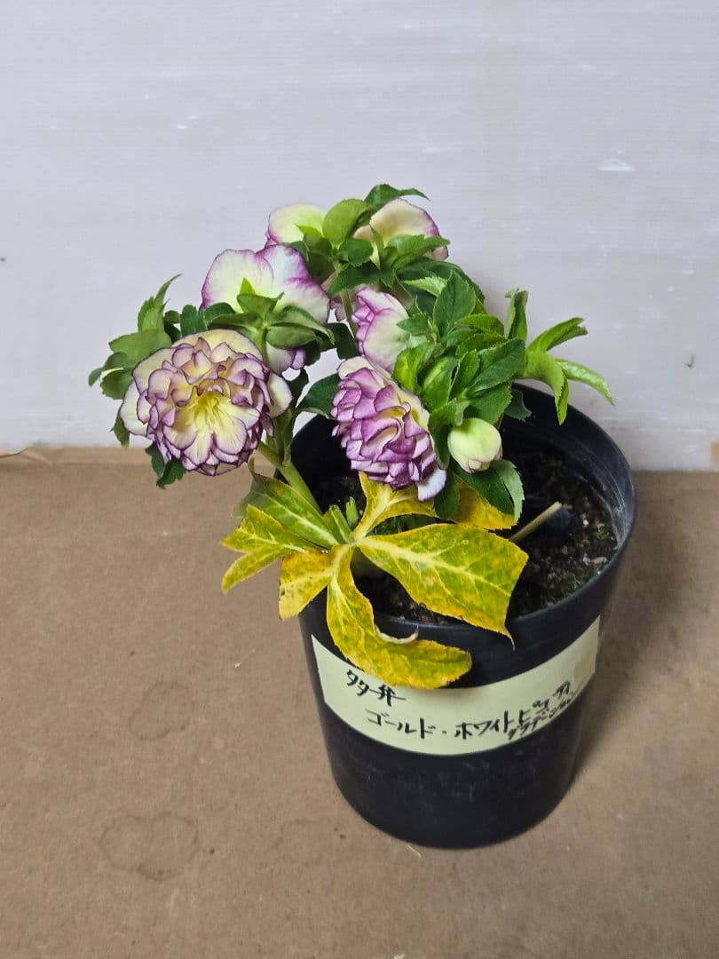 ☆クリスマスローズ☆ゴールド　ホワイトピコ　グラデーション☆7号鉢☆