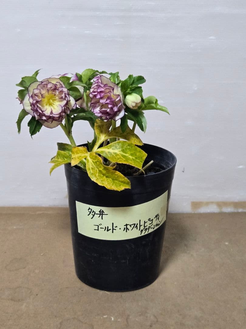 ☆クリスマスローズ☆ゴールド　ホワイトピコ　グラデーション☆7号鉢☆