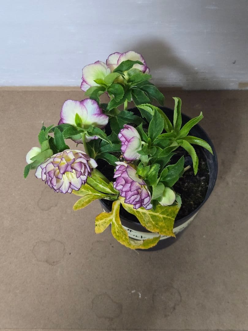 ☆クリスマスローズ☆ゴールド　ホワイトピコ　グラデーション☆7号鉢☆