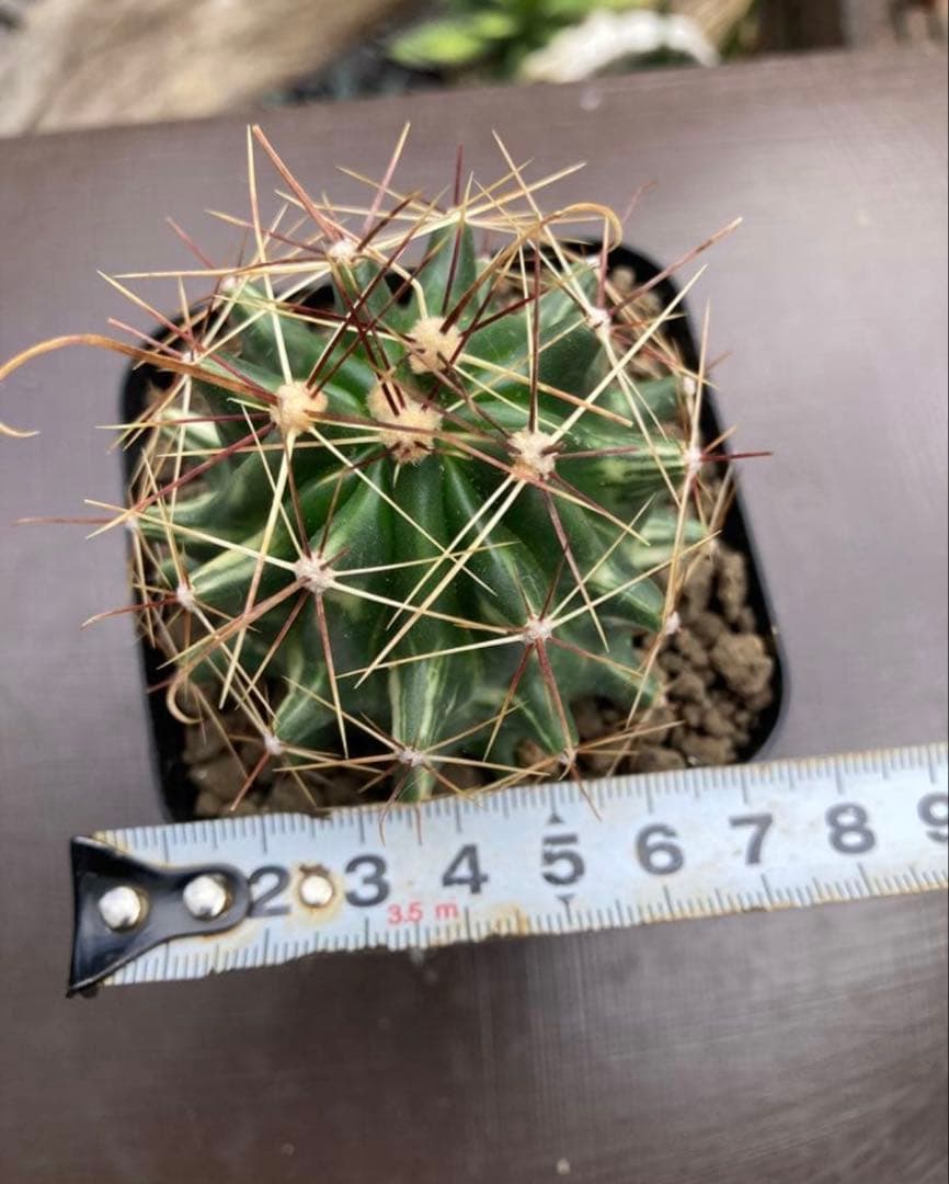 フェロカクタス大虹錦 斑入り◇多肉サボテン ドライガーデン アガベ