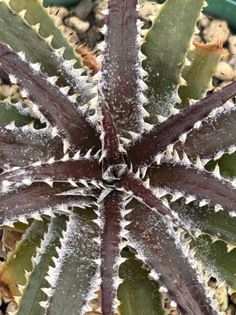 DBディッキア Dyckia Bill Baker hybrid #234 ⑶ - メルカリ
