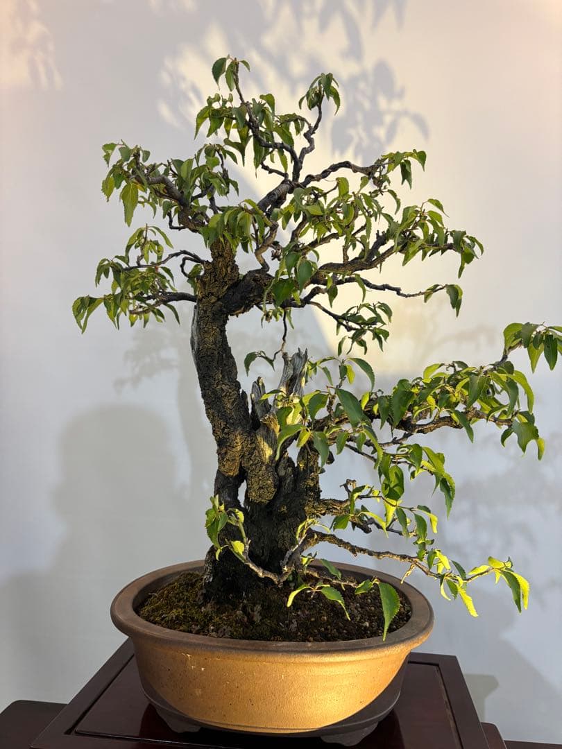 古い梅　盆栽　神　最高