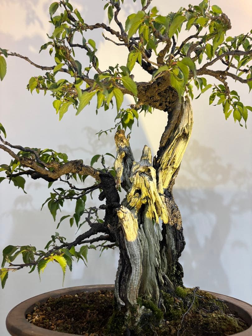 古い梅　盆栽　神　最高