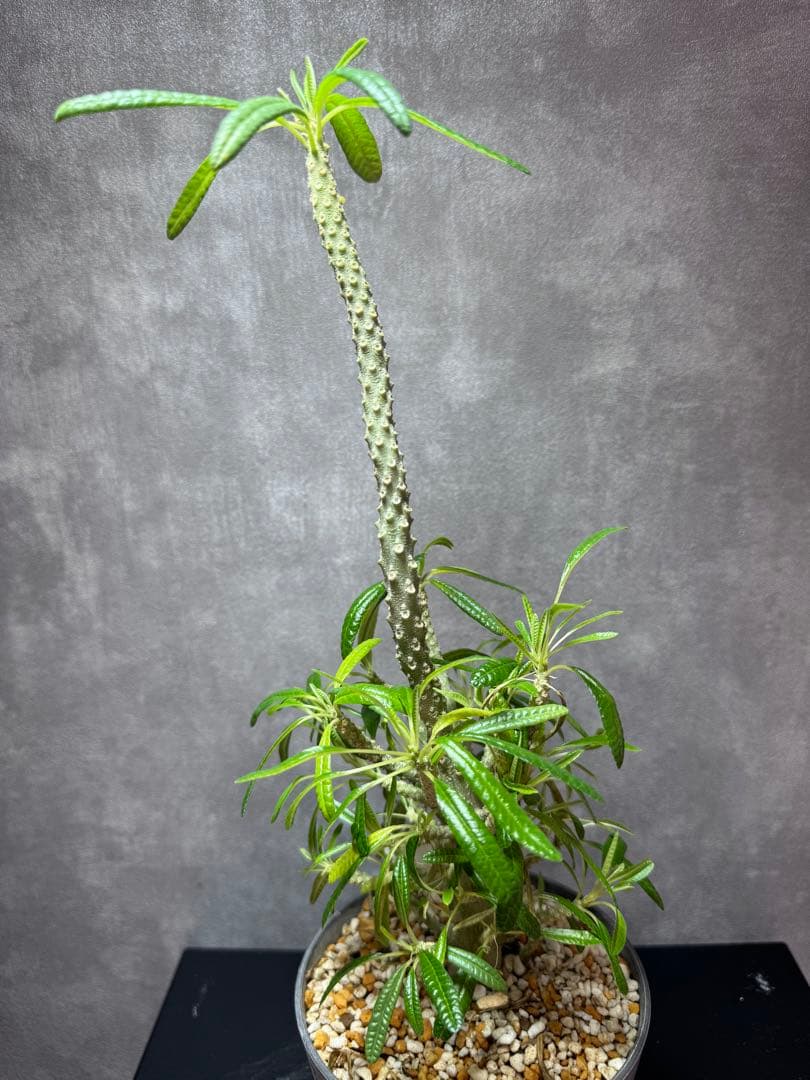 ドルステニア・ギガス・ブラータDorstenia gigas “burata”