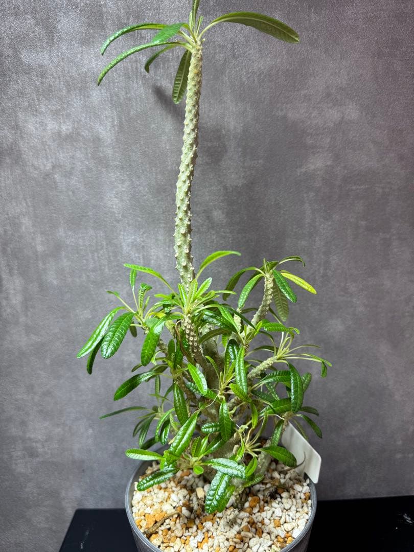 ドルステニア・ギガス・ブラータDorstenia gigas “burata”