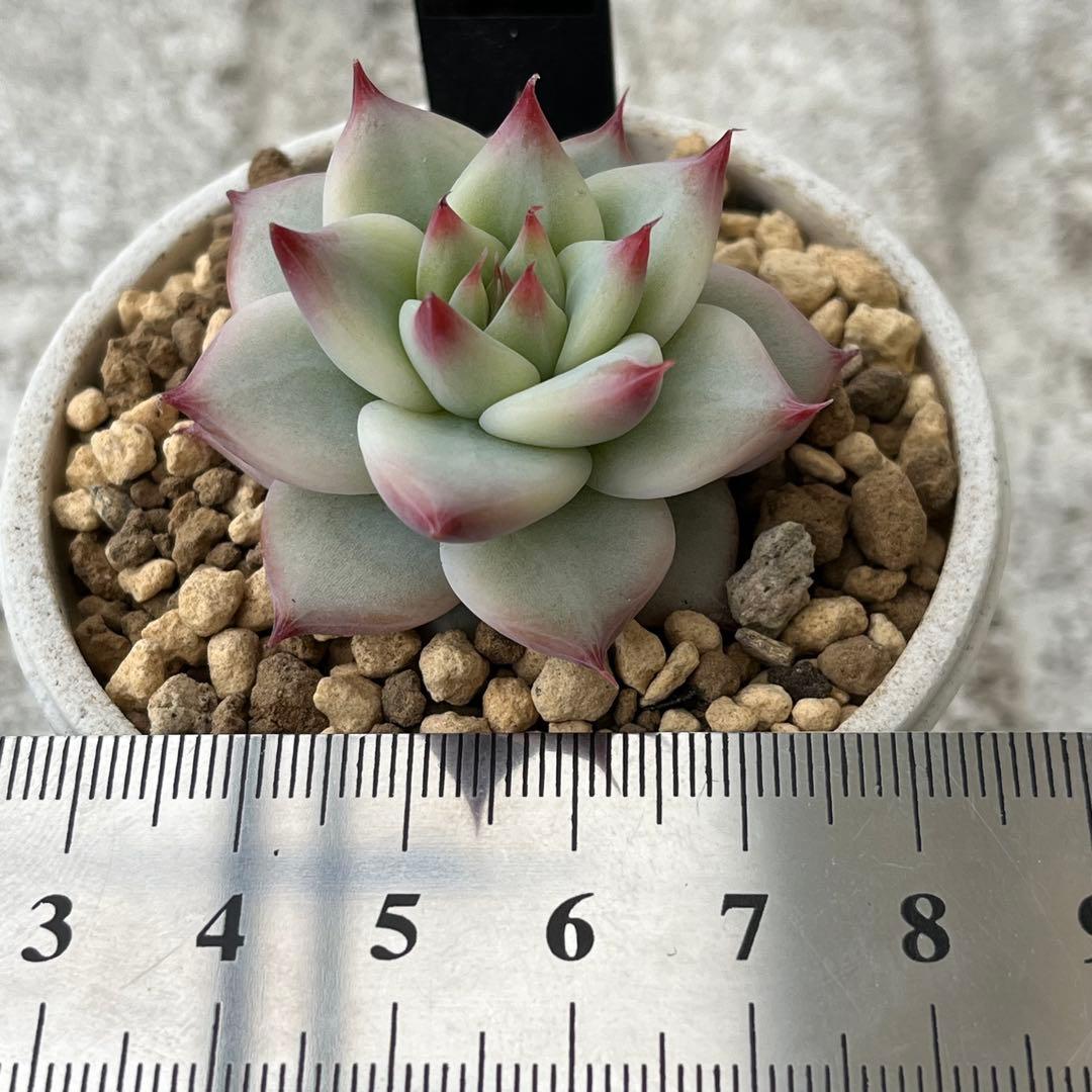 h*i様 多肉植物エケベリア実生苗セット 「ホリコロ×中里リンゼアナ」他4