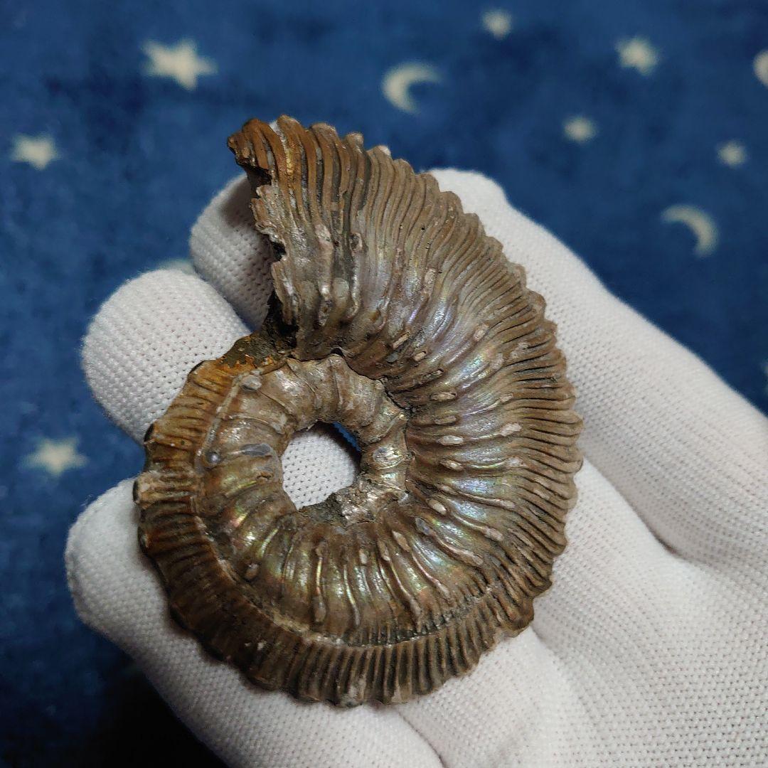 黄鉄鉱化アンモナイト　化石　ハーフカット　ロシア産　ミハイロフスキー採石場