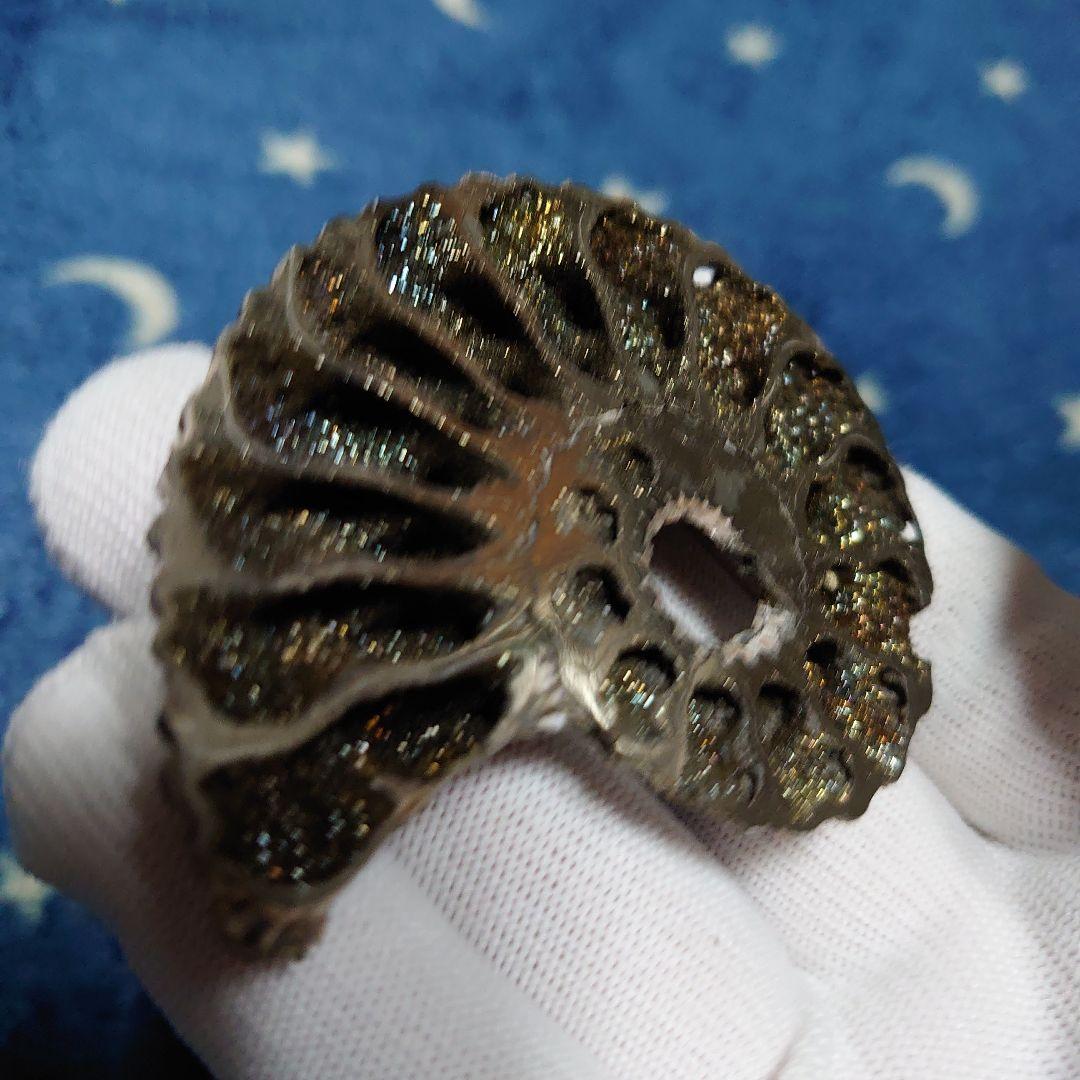 黄鉄鉱化アンモナイト　化石　ハーフカット　ロシア産　ミハイロフスキー採石場