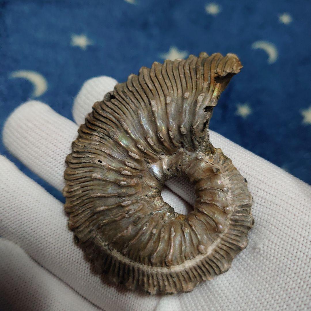 黄鉄鉱化アンモナイト　化石　ハーフカット　ロシア産　ミハイロフスキー採石場