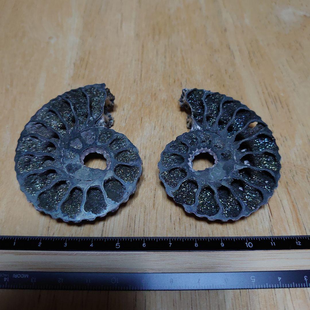 黄鉄鉱化アンモナイト　化石　ハーフカット　ロシア産　ミハイロフスキー採石場