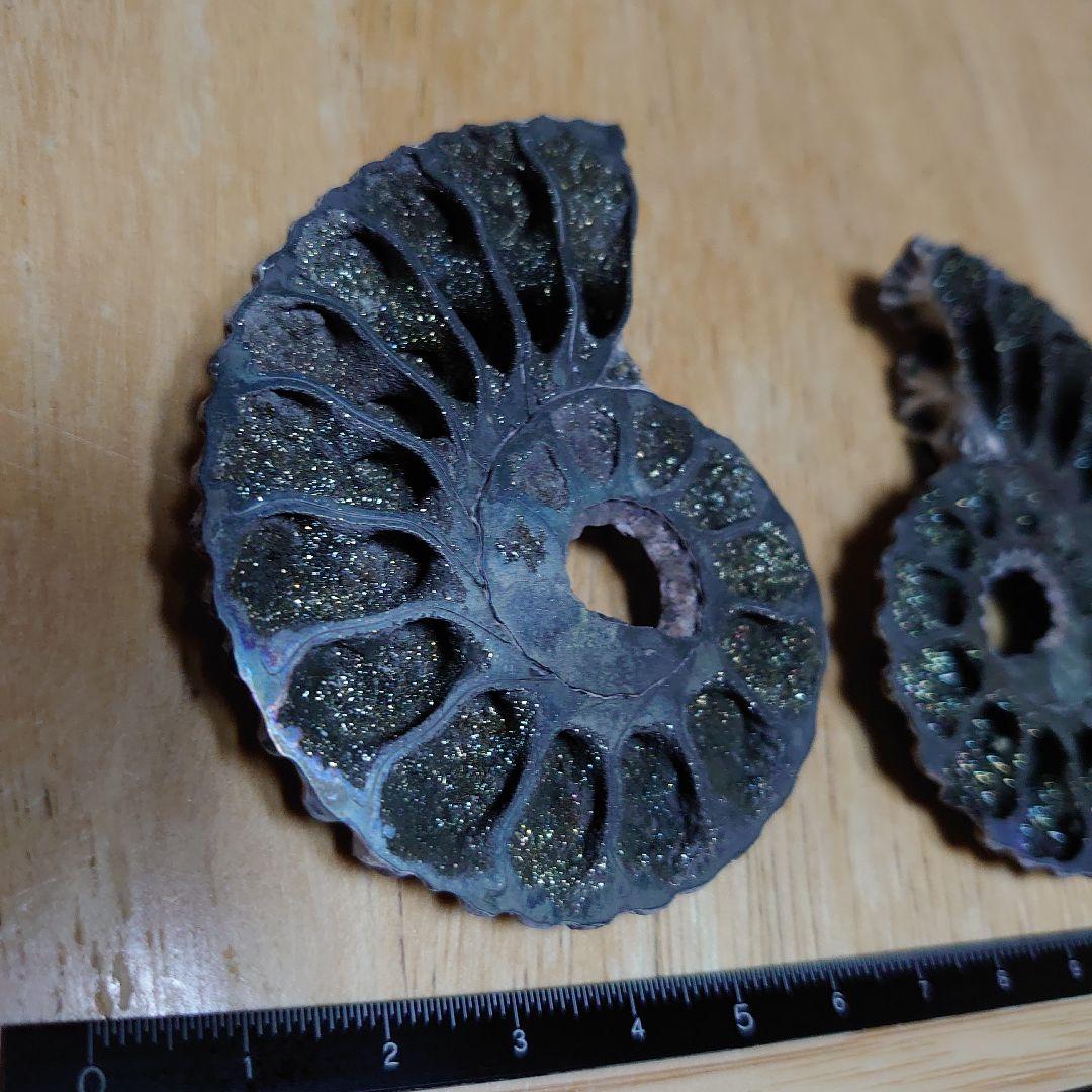 黄鉄鉱化アンモナイト　化石　ハーフカット　ロシア産　ミハイロフスキー採石場