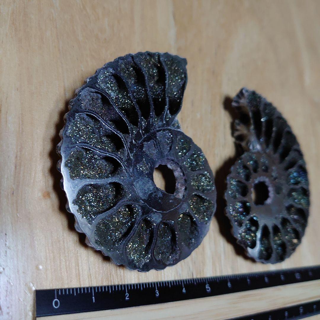 黄鉄鉱化アンモナイト　化石　ハーフカット　ロシア産　ミハイロフスキー採石場