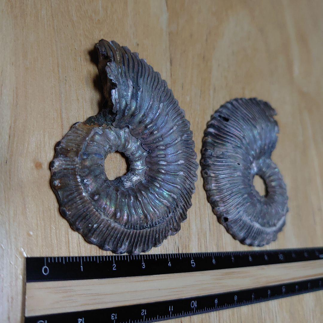 黄鉄鉱化アンモナイト　化石　ハーフカット　ロシア産　ミハイロフスキー採石場