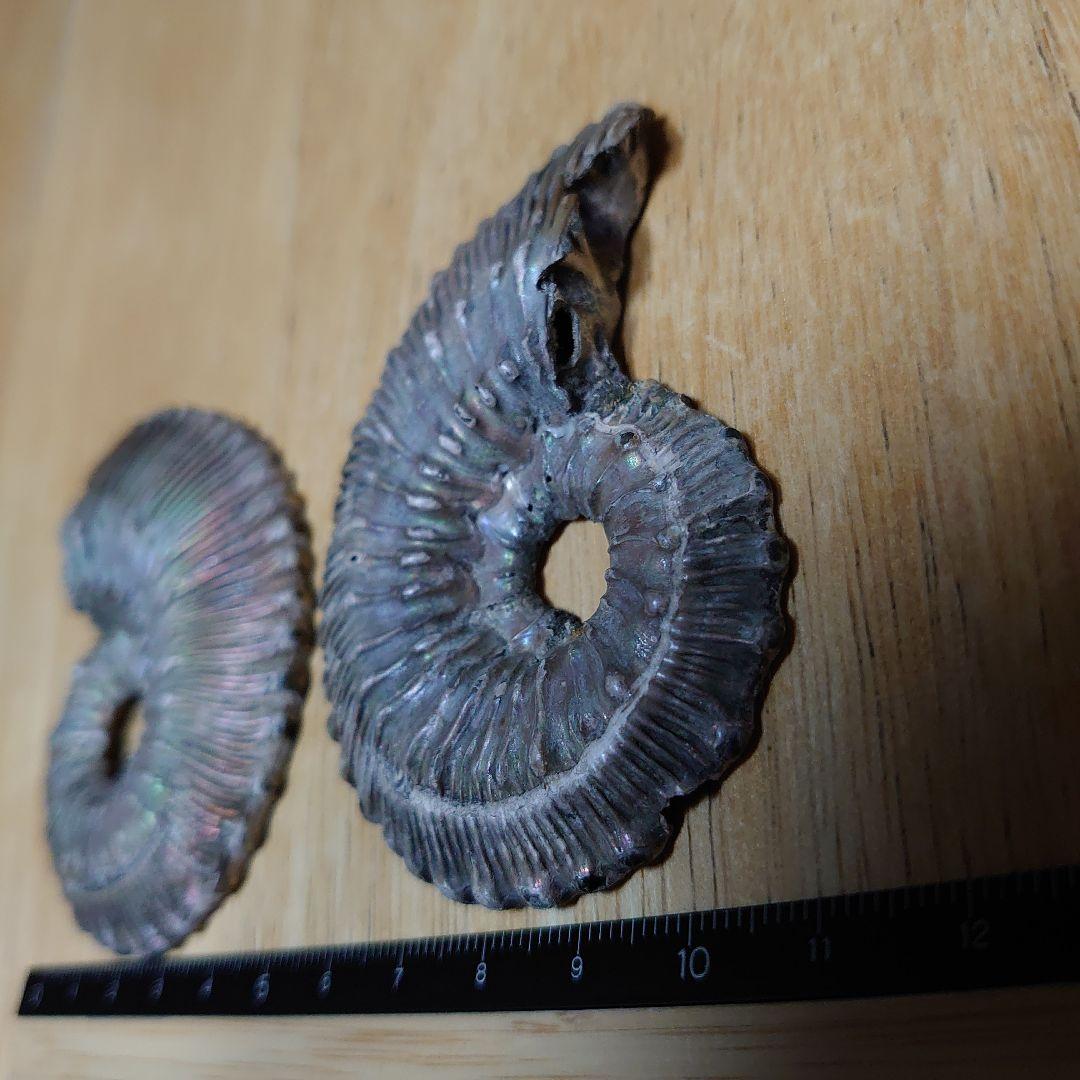 黄鉄鉱化アンモナイト　化石　ハーフカット　ロシア産　ミハイロフスキー採石場