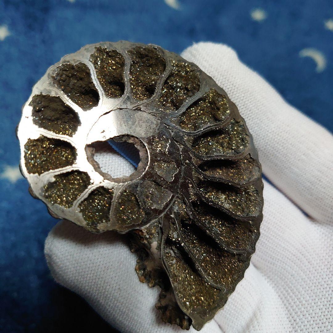 黄鉄鉱化アンモナイト　化石　ハーフカット　ロシア産　ミハイロフスキー採石場