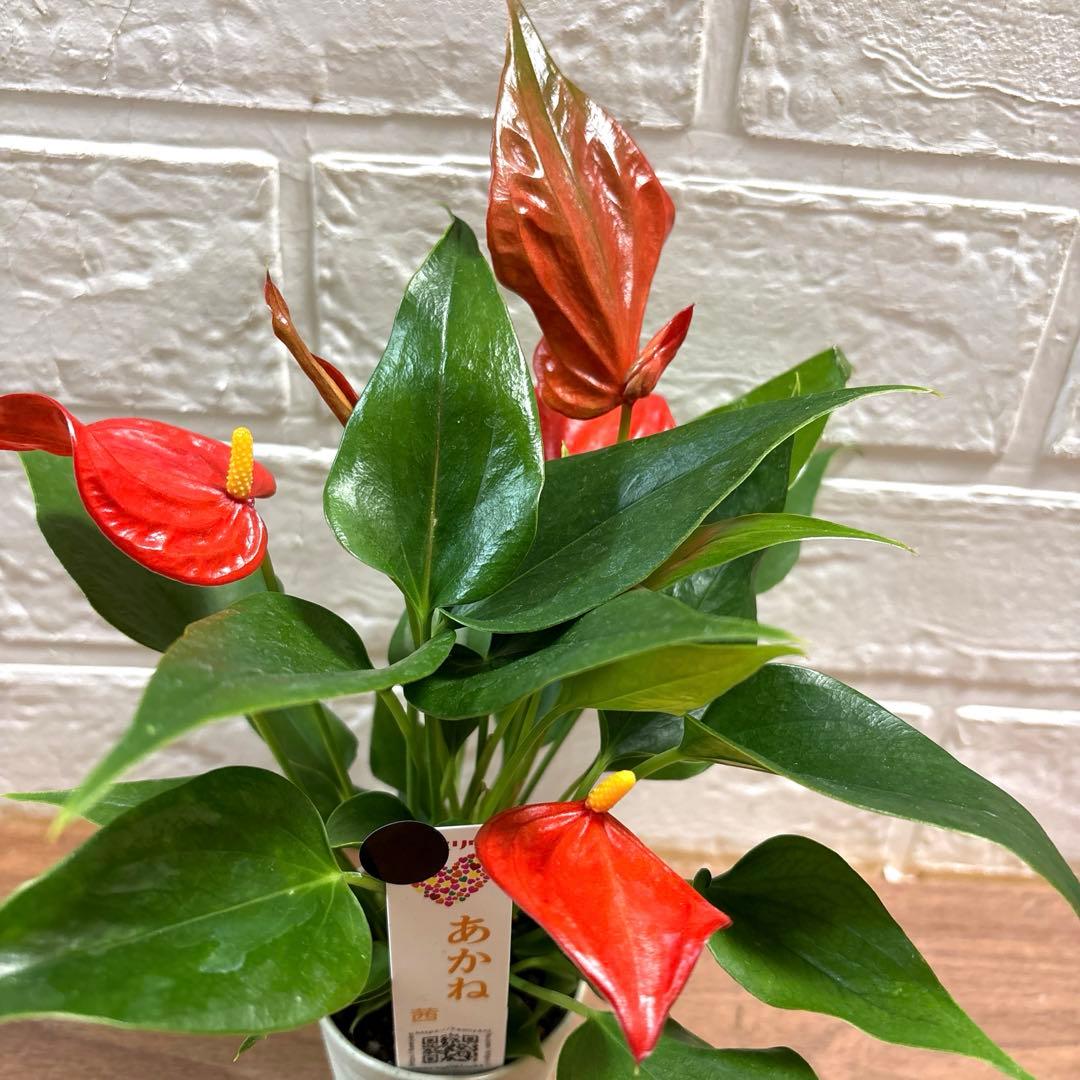 レア♡ミニアンスリウム♡あかね♡茜♡2号♡ポットごと宅急便