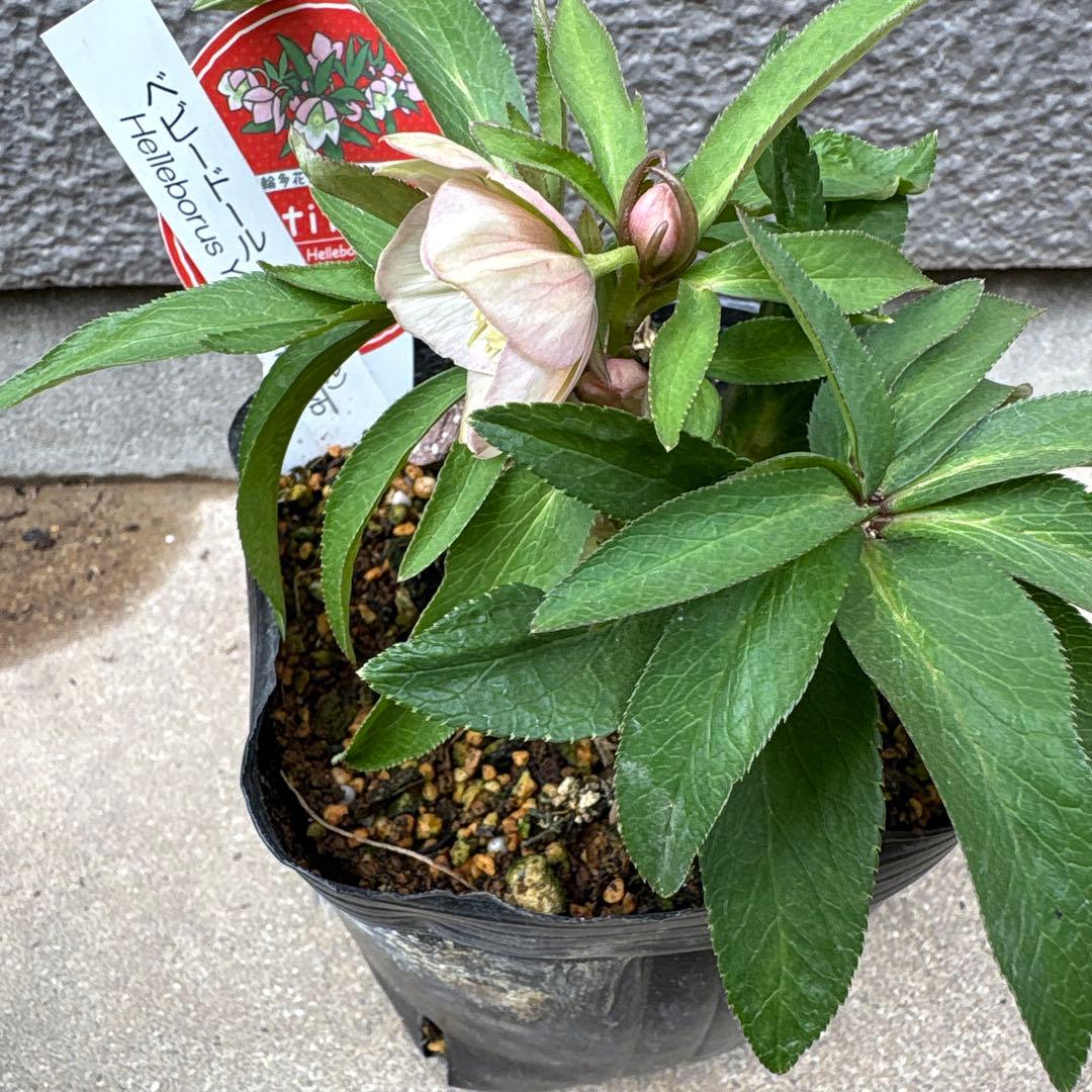 横山園芸　クリスマスローズ　ベビードール　　プチドール　ポットごと