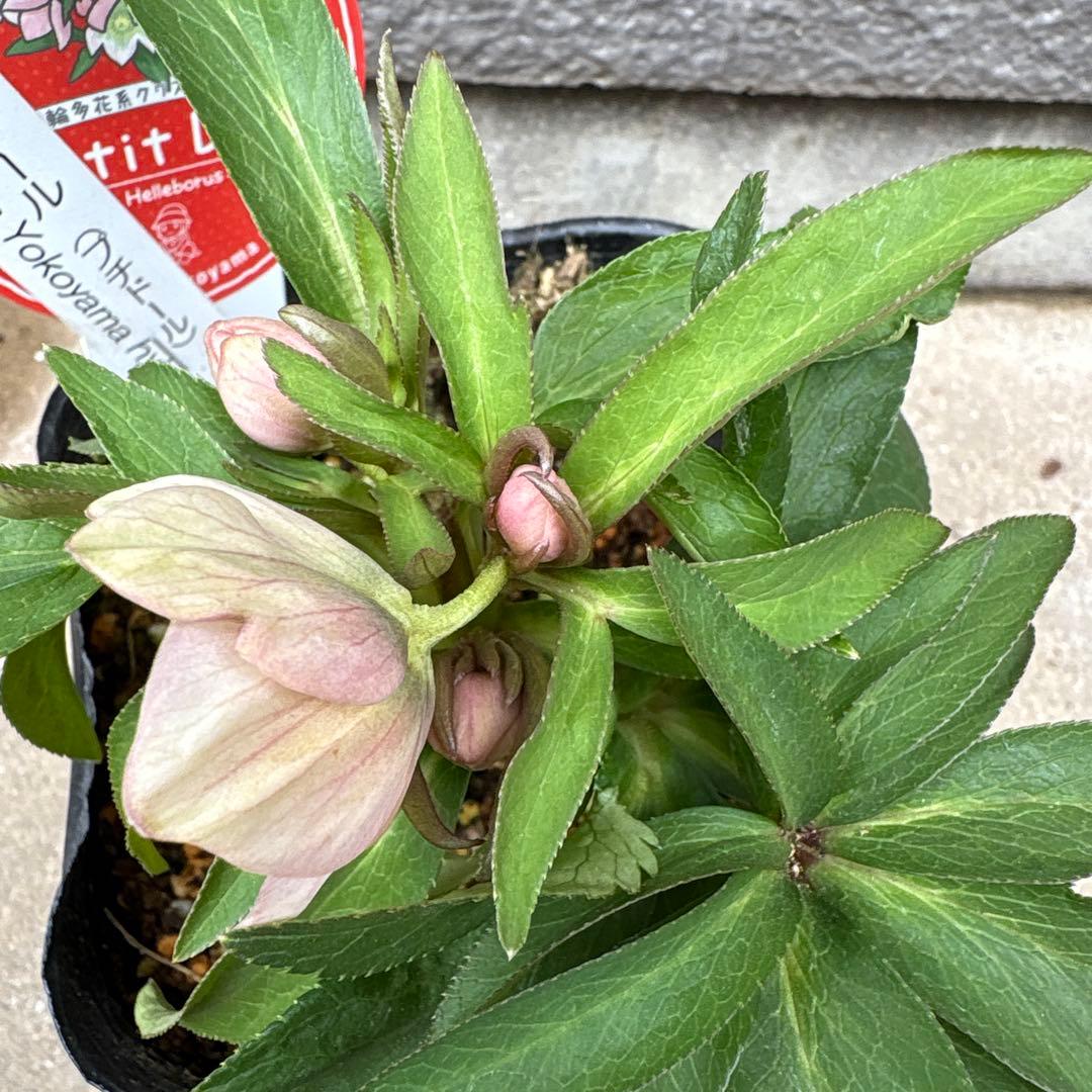 横山園芸　クリスマスローズ　ベビードール　　プチドール　ポットごと